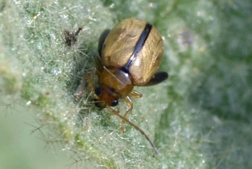 Longitarsus sp., Chrysomelidae